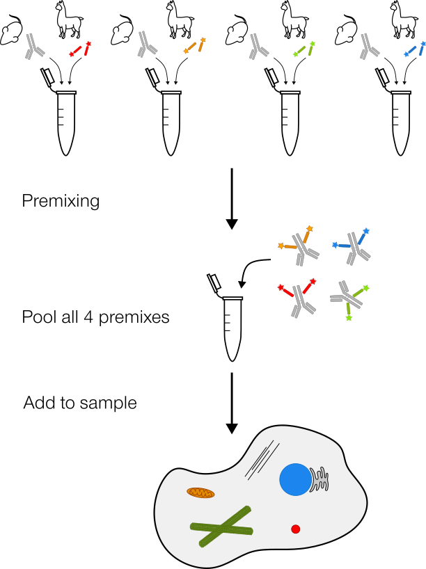 Premix and Stain Protocol 