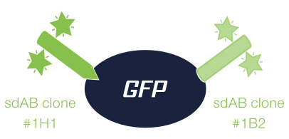 FluoTag-X4 anti-GFP